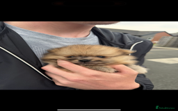 Pomeranian dogs for sale: Xs Merle Pomeranian pup⭐️⭐️⭐️ - Image 7