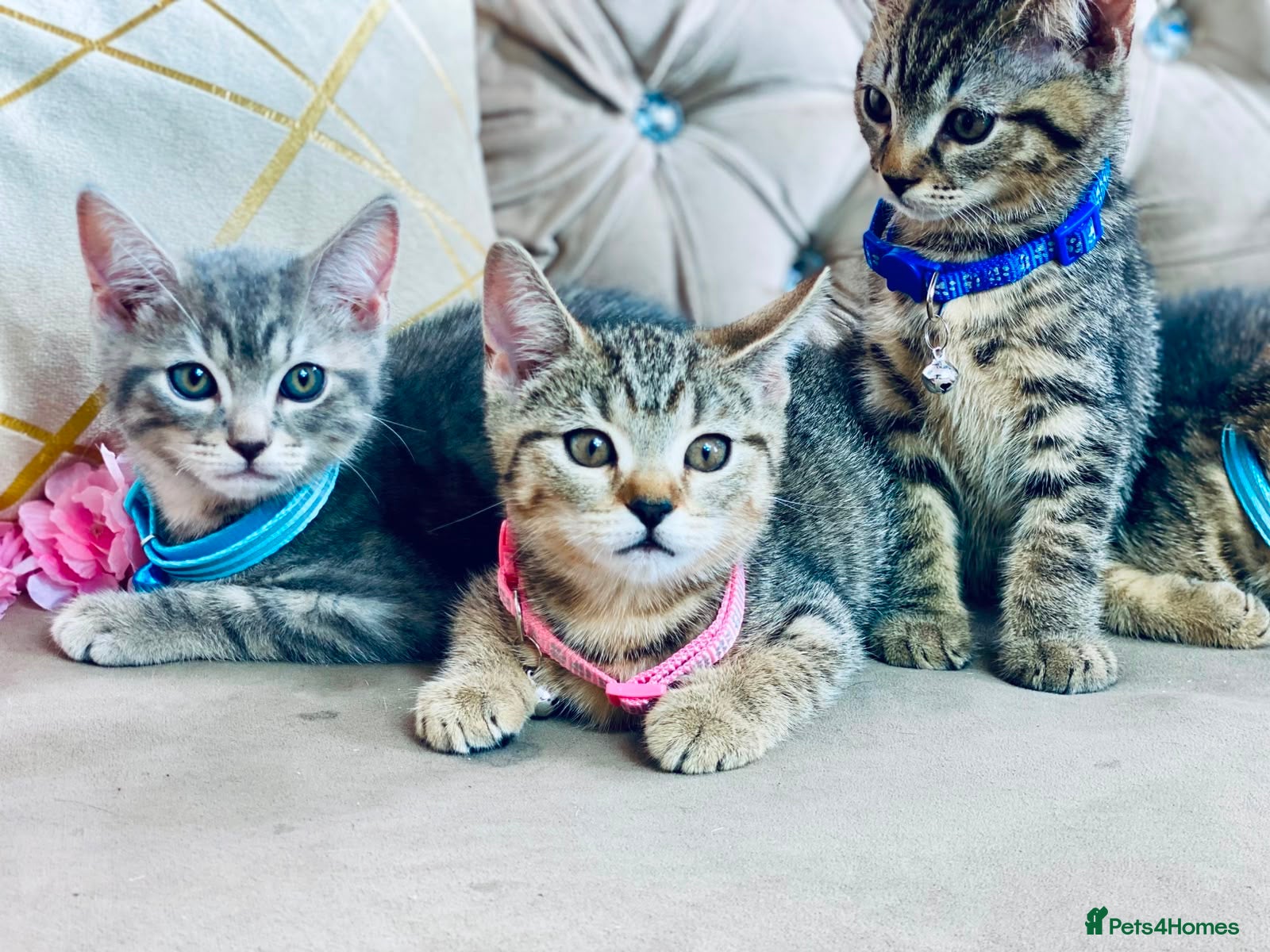British Shorthair cats ❤️🩵❤️British shorthair x tabby kittens 💙🩵❤️ - Advert 1
