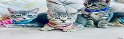 British Shorthair cats for sale: ❤️🩵❤️British shorthair x tabby kittens 💙🩵❤️ - Advert 5