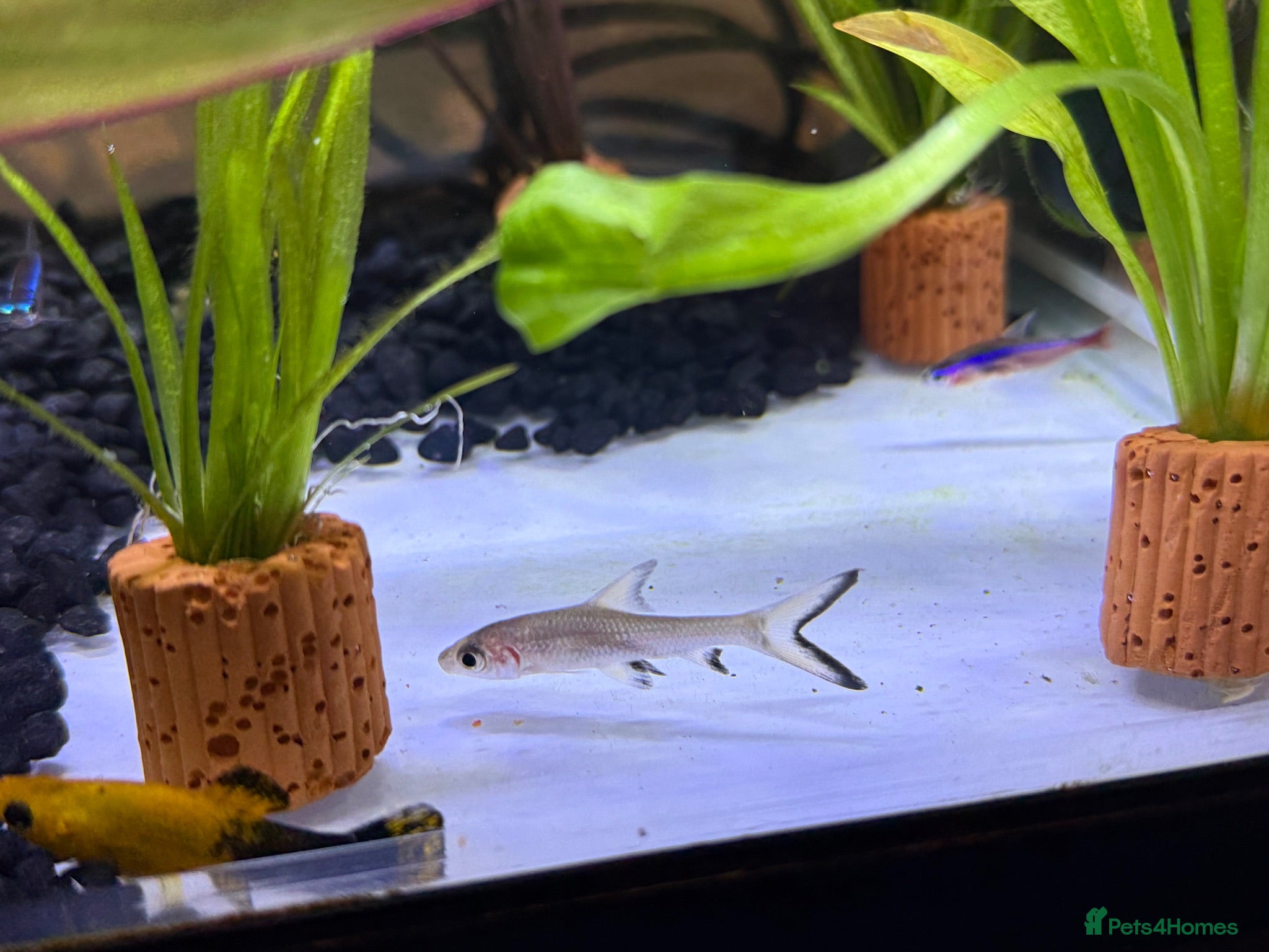 Sharks fish Baby Bala Shark - Advert 8