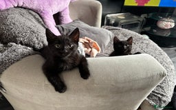 Ragdoll cats for sale: ragdoll X kittens - Image 10