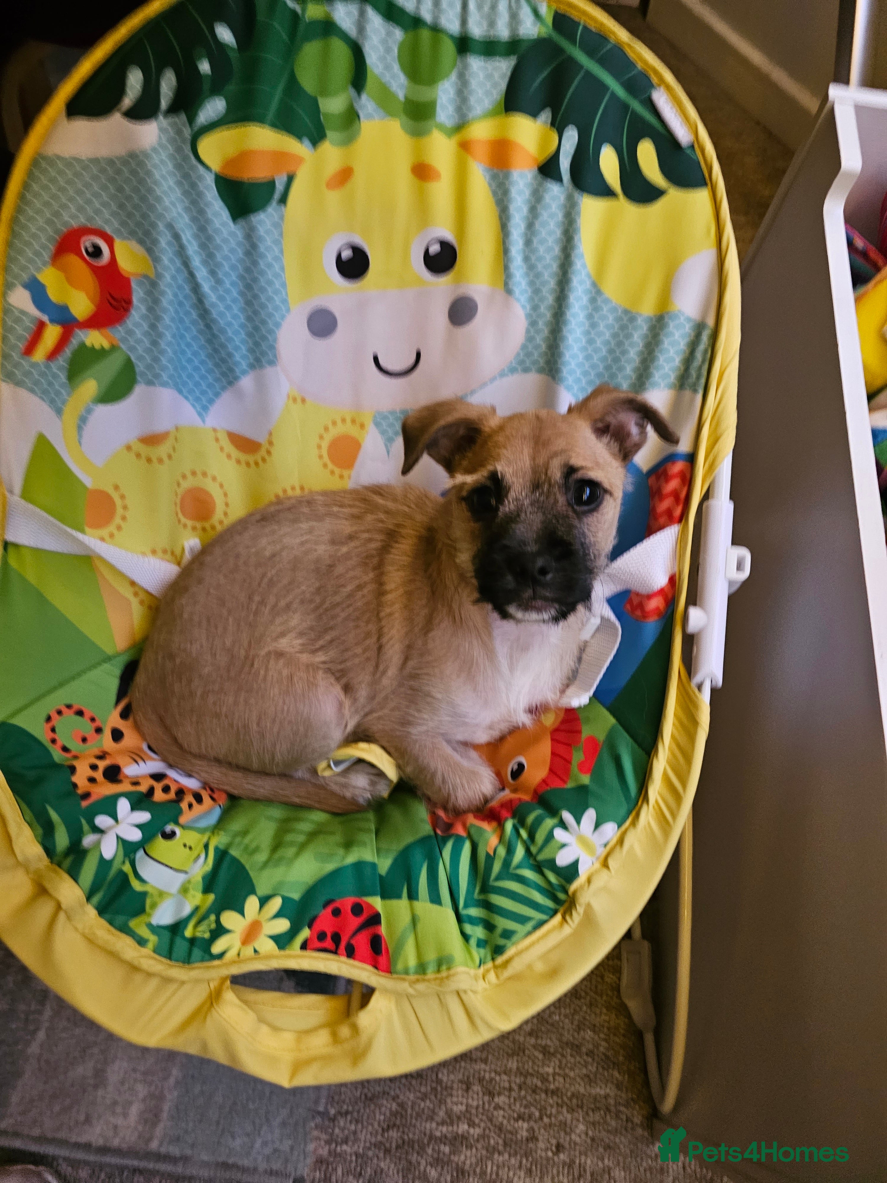 Mixed Breed dogs Chihuahua cross Jack Russell  - Advert 5