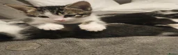 Mixed Breed cats for sale: Sweet kittens in London - Advert 5