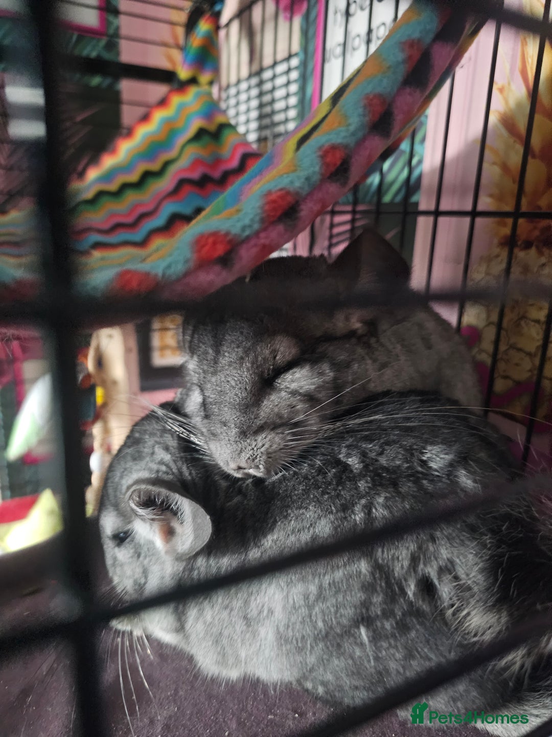 Chinchilla rodents for sale: Lovely sister chinchillas - Image 8