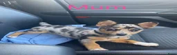 Jack Chi dogs for sale: Jack Russell  in Solihull - Advert 8