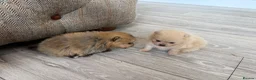 Pomeranian dogs for sale: Kc pomeranian puppies  - Advert 24