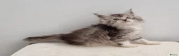 Maine Coon cats for sale: GCCF registered Maine Coon Pedigree Kitten  - Advert 21