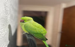 Parakeets birds for sale: Indian Ringnecks for sale in Southend-on-Sea - Image 3