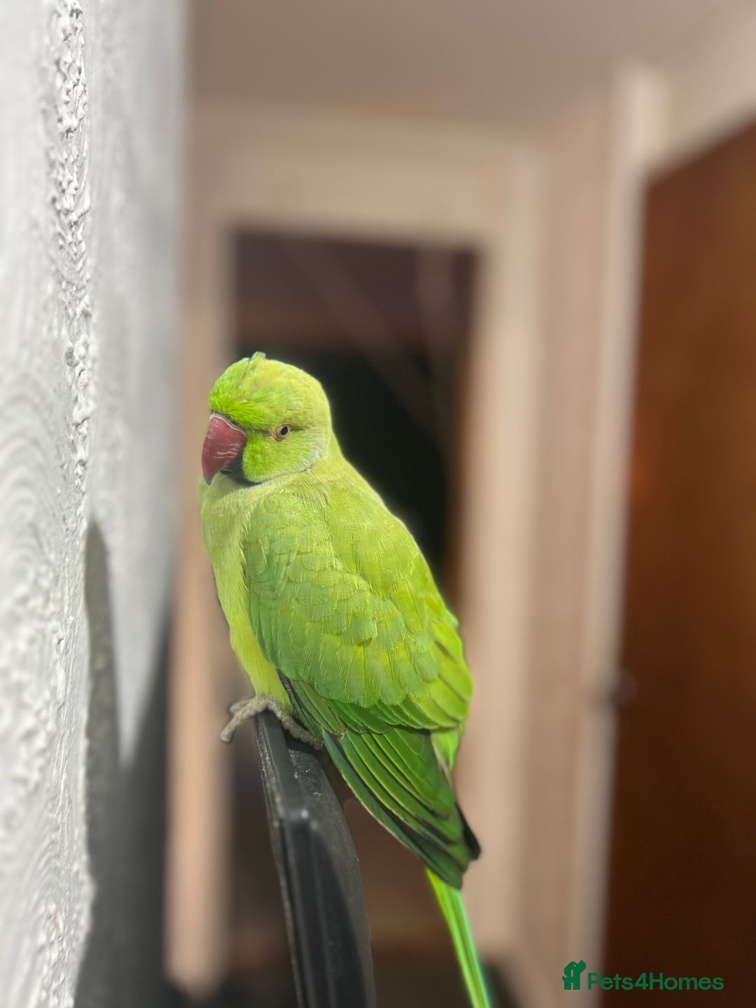 Parakeets birds for sale: Indian Ringnecks for sale in Southend-on-Sea - Image 3