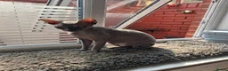 Sphynx cats for sale: Two sphynx cats for rehome in Liverpool - Advert 5