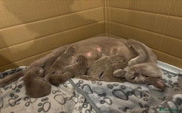 British Shorthair cats for sale: GCCF British Shorthair Kittens – Champion Lines - Image 13