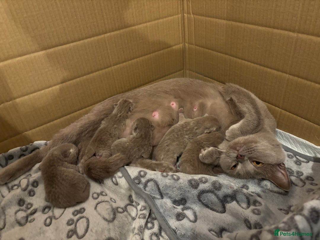 British Shorthair cats for sale: GCCF British Shorthair Kittens – Champion Lines - Image 13