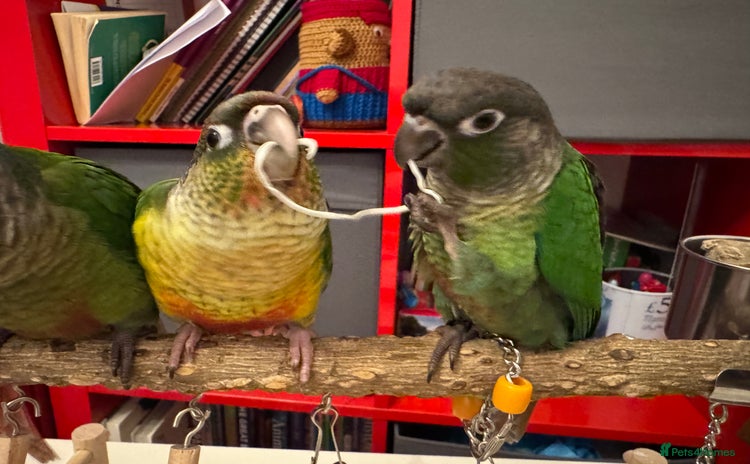 Conures birds - Advert 1