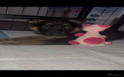 German Shepherd dogs for sale: German Shepherd pups - Advert 7