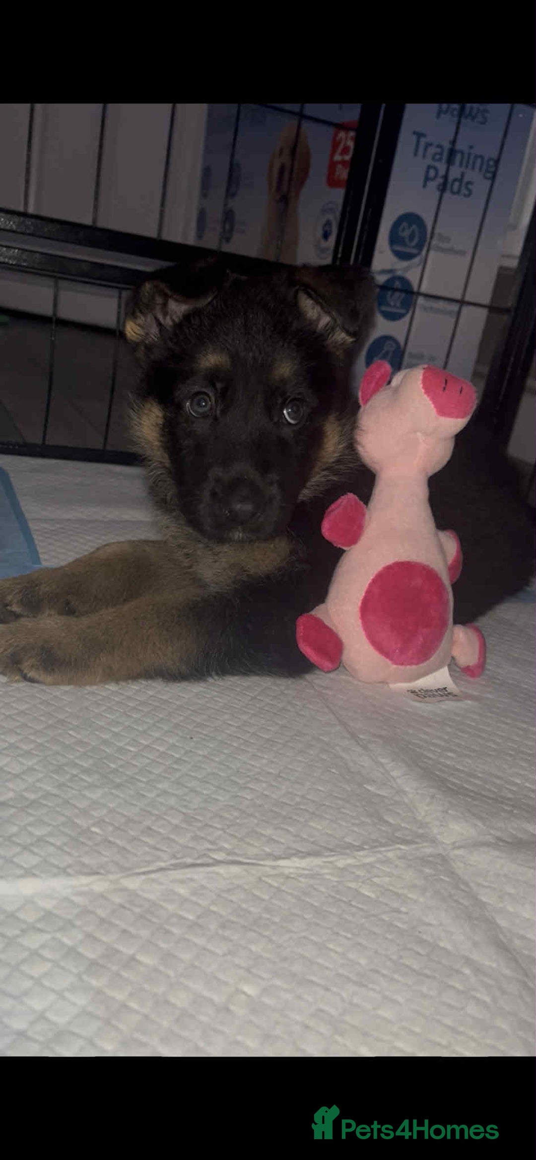 German Shepherd dogs for sale: German Shepherd pups - Advert 7