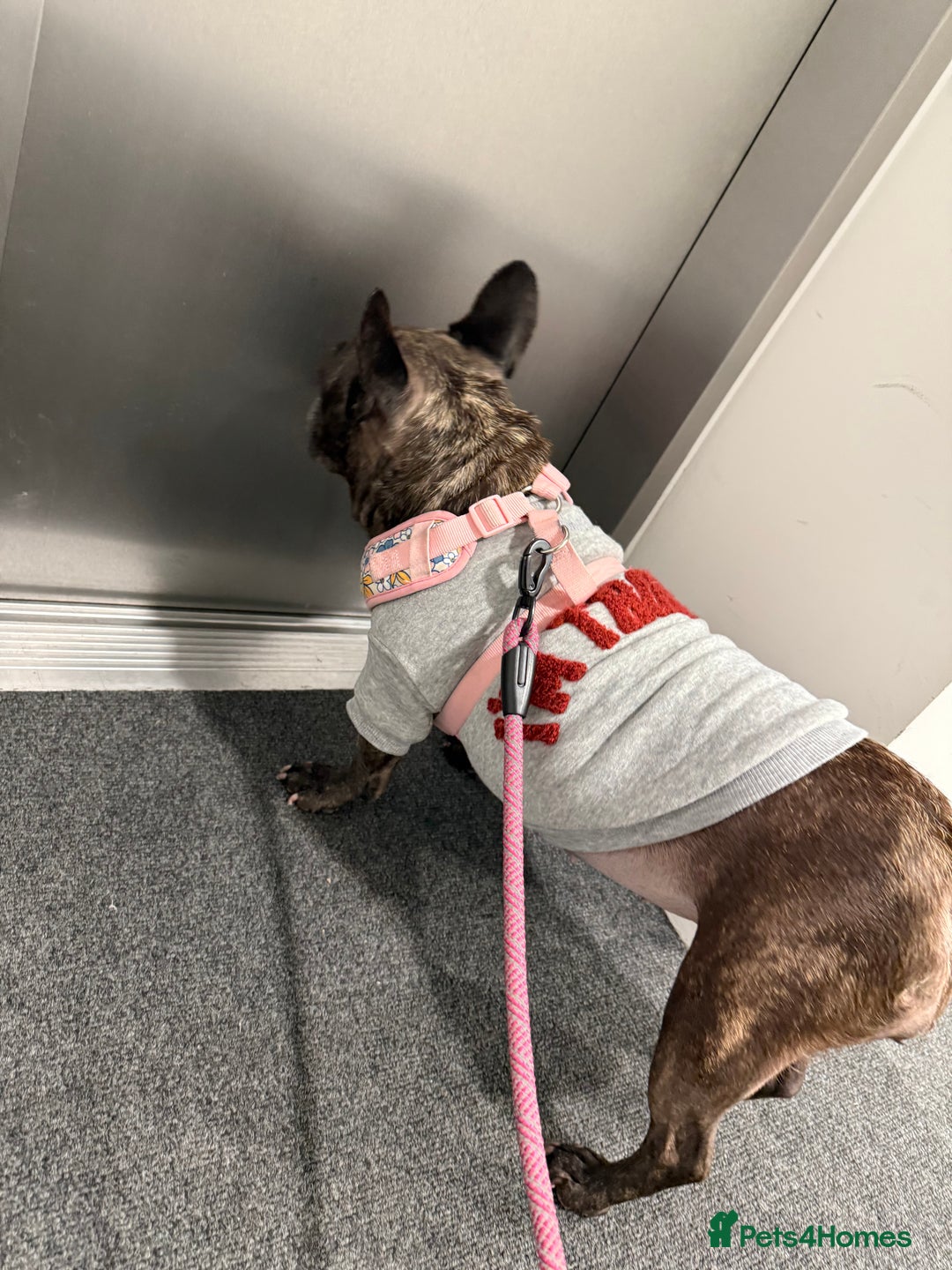French Bulldog dogs for sale: French Bulldog  - Image 3