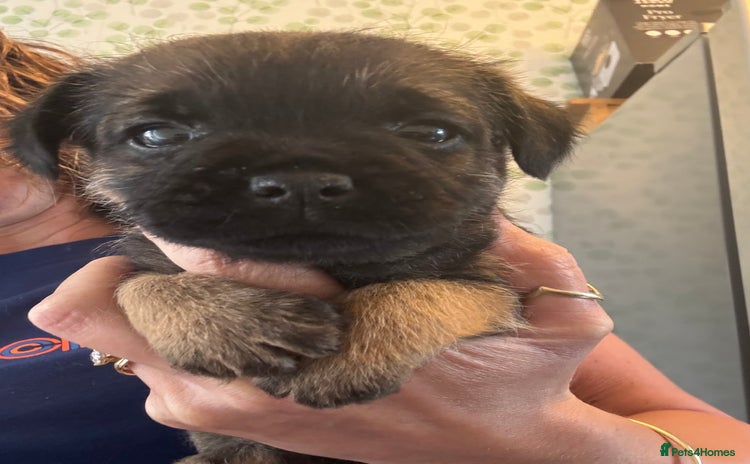Border Terrier dogs - Advert 5