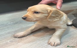 Mixed Breed dogs for sale: Cocker gold maraner - Image 6