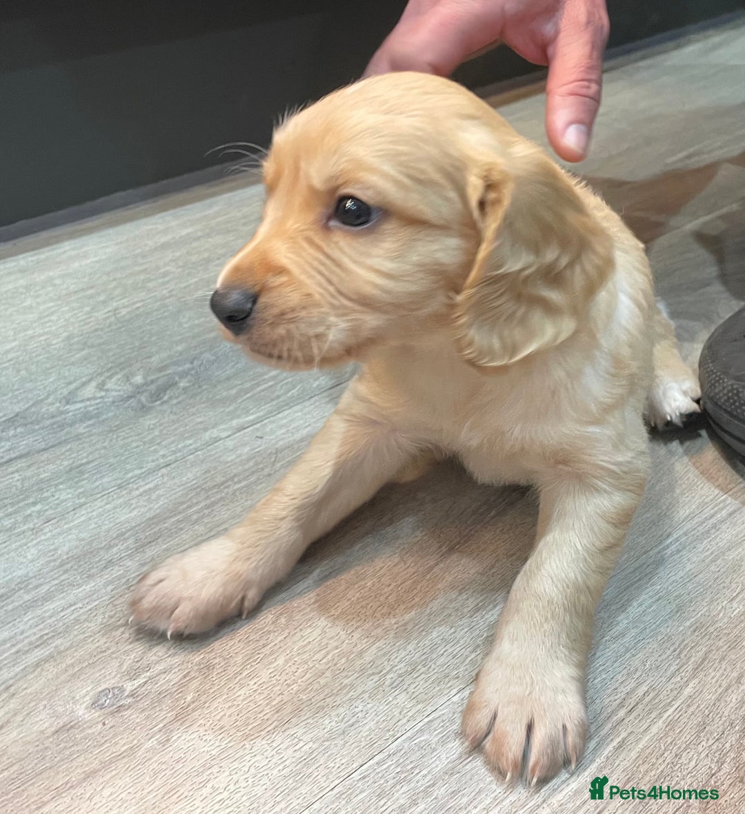 Mixed Breed dogs for sale: Cocker gold maraner - Image 6
