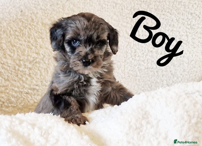 Mixed Breed dogs Westipoo pups - Advert 11