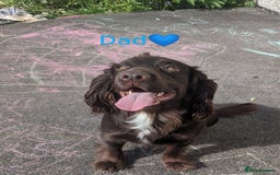 Cocker Spaniel dogs for sale: 6 beautiful working cocker spaniels  - Image 21