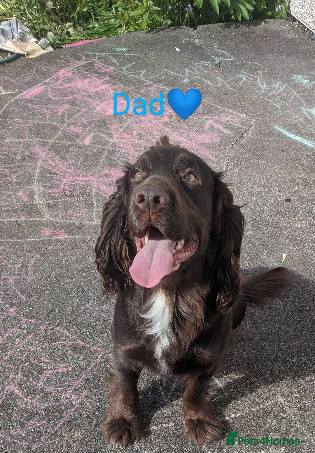 Cocker Spaniel dogs for sale: 6 beautiful working cocker spaniels  - Image 21