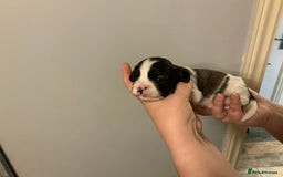 Cava Tzu dogs for sale: Gorgeous F1 Cava Ztu puppies - Image 16