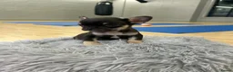 French Bulldog dogs for sale: HEALTH TESTED QUALITY FRENCH BULLDOG PUPPIES - Advert 9