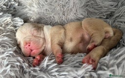 Olde English Bulldogge dogs for sale: CARTEL BLOODLINE OLDE ENGLISH PUPPIES!!  - Image 9