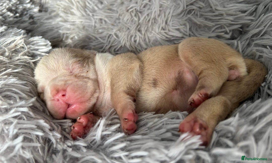 Olde English Bulldogge dogs for sale: CARTEL BLOODLINE OLDE ENGLISH PUPPIES!!  - Image 9