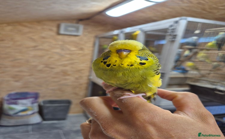 Budgerigars birds - Advert 11