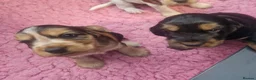 Cocker Spaniel dogs for sale: Gorgeous KC Health Tested Show Pups - Advert 21