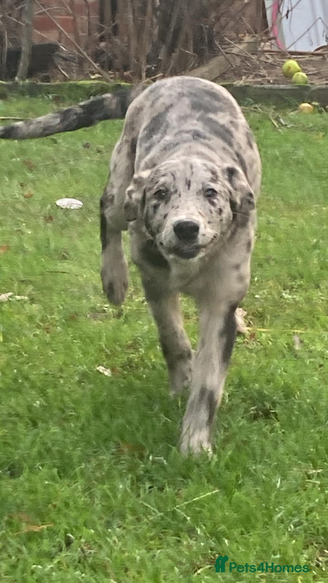 Mixed Breed dogs for sale: Labrador cross lurcher puppy girl  - Advert 1