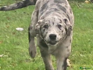 Mixed Breed dogs Labrador cross lurcher puppy girl - Advert 1