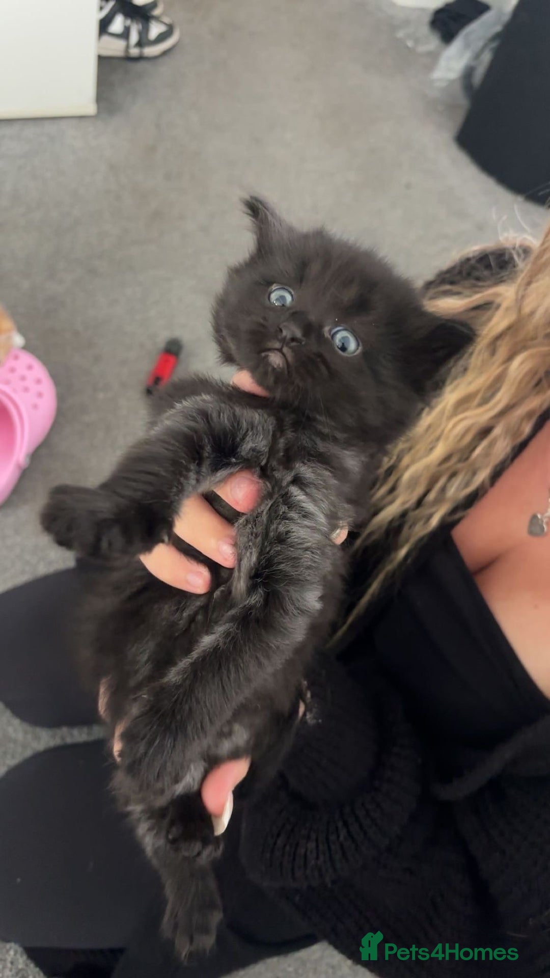 Mixed Breed cats for sale: Cute, Cuddly Kittens 💝 - Image 6