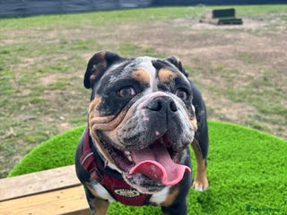 Mixed Breed dogs Old Tyme English Bulldog - Advert 1