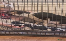 Border Collie dogs for sale: ISDS REGISTERED BORDER COLLIE PUPS - Image 10