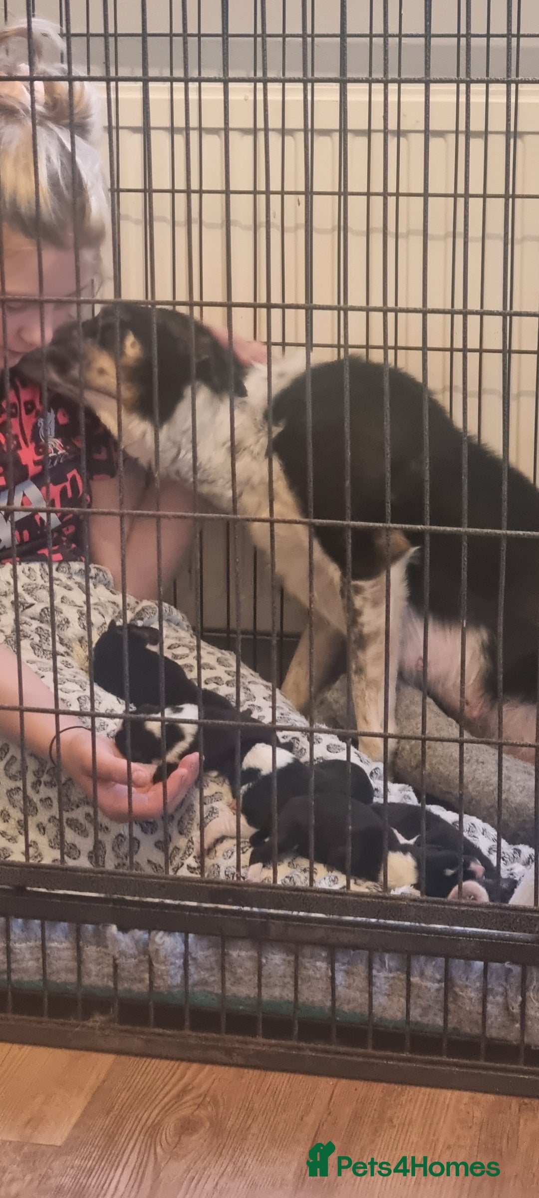 Border Collie dogs for sale: ISDS REGISTERED BORDER COLLIE PUPS - Image 10