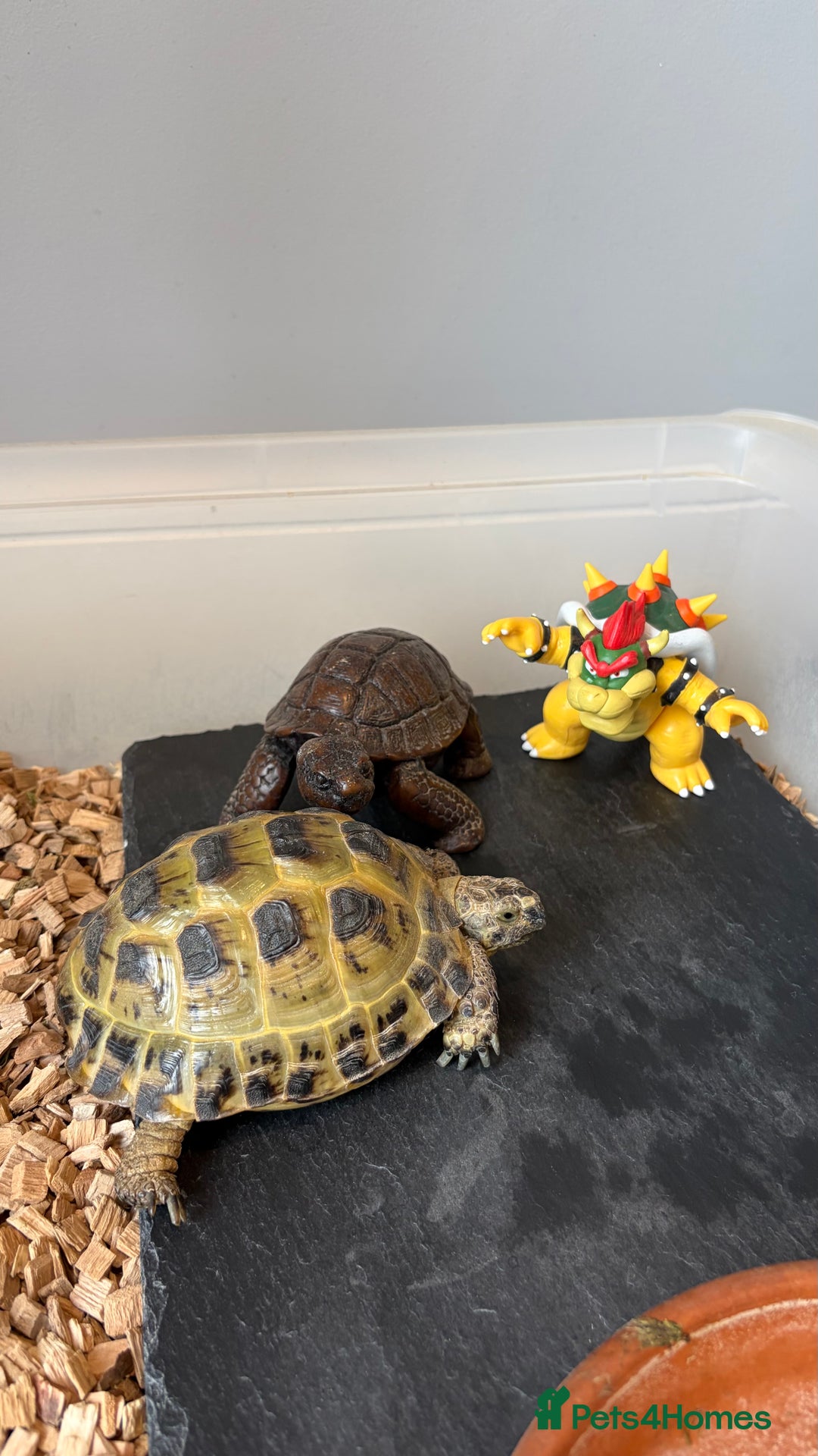 Tortoise reptiles for sale: Horsefield Tortoise, Male, 2y/o + Full Setup - Image 10