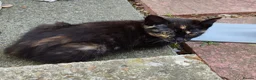 Mixed Breed cats for sale: 6 Adorable Kittens Looking for Loving Homes in Gravesend - Advert 7