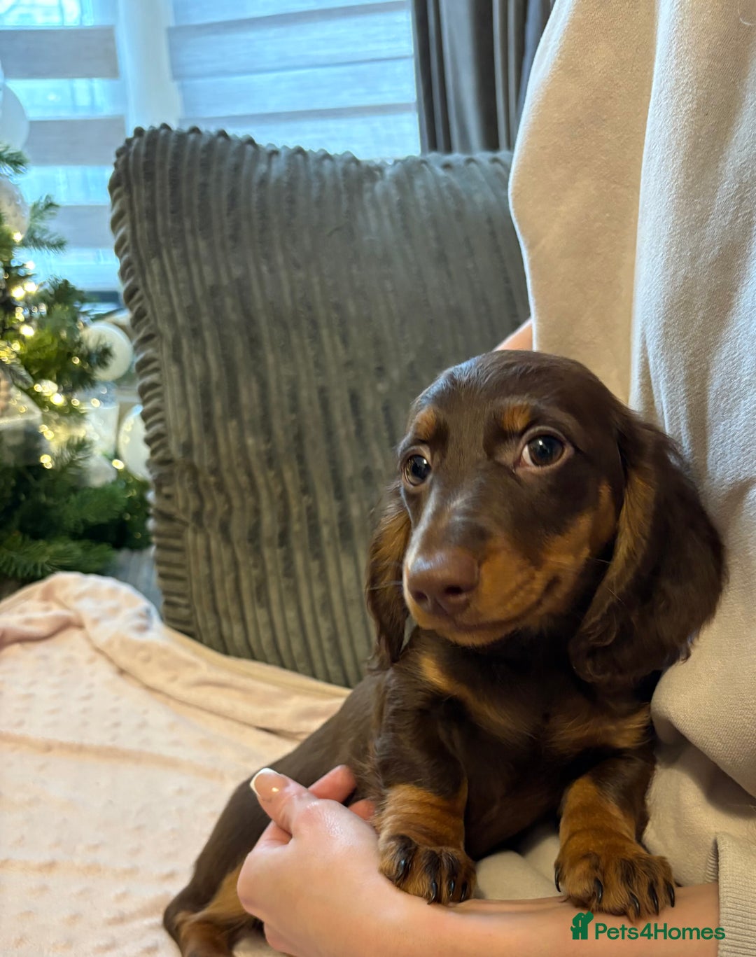 Miniature Dachshund dogs for sale: Beautiful Miniatire Dachshunds  - Advert 3