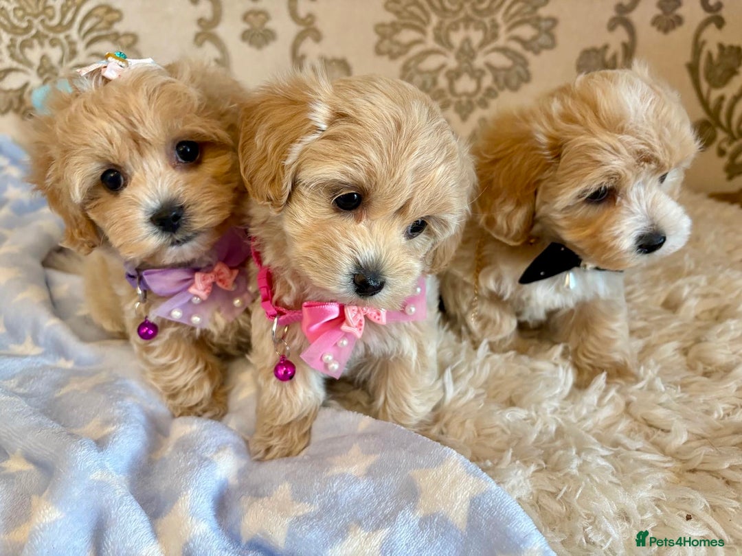 Maltipoo dogs for sale: ADORABLE F1 MALTIPOO PUPPIES DNA TESTED  - Image 15