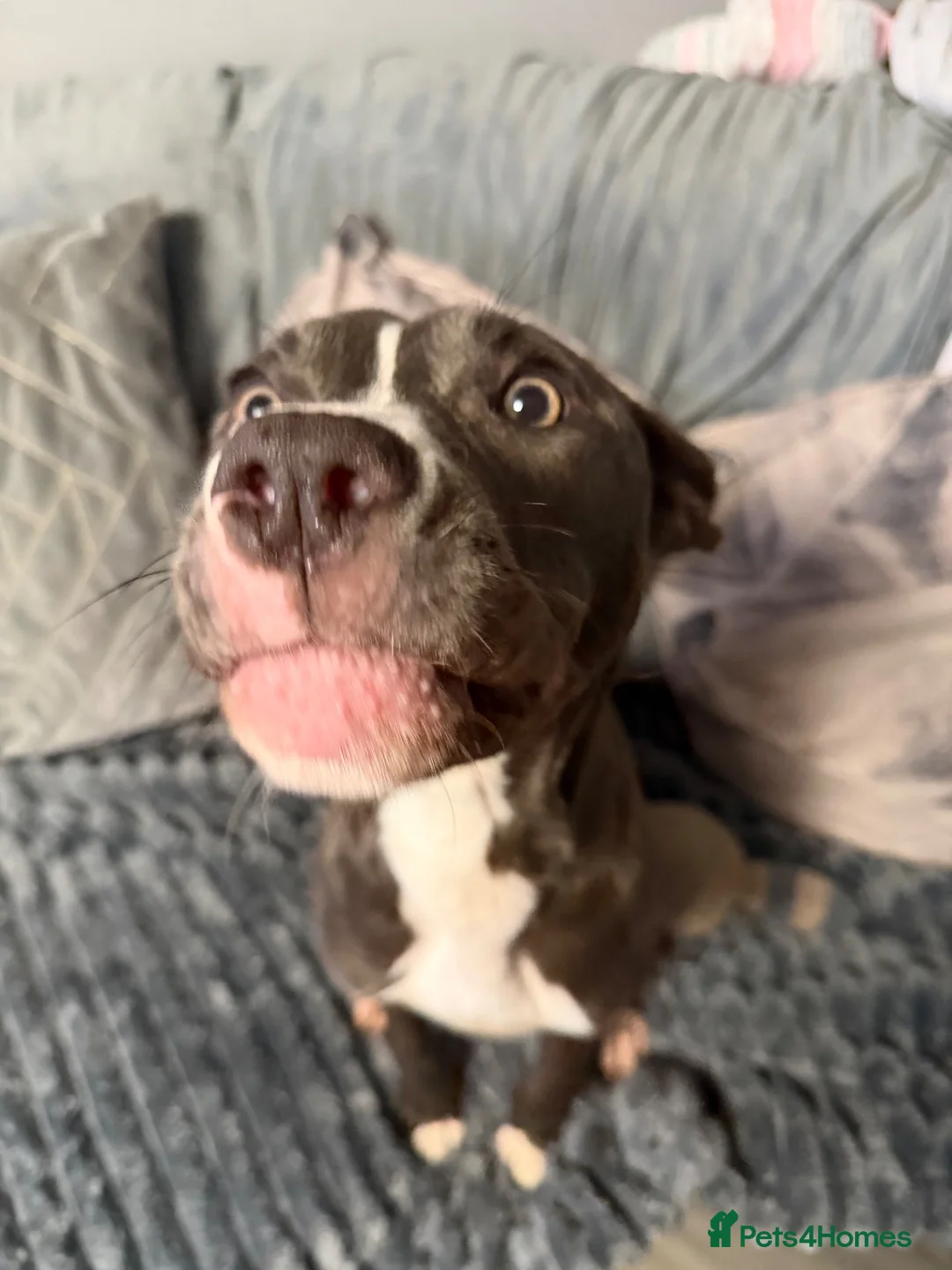 Mixed Breed dogs for sale: Mylie  in Wigan - Advert 5