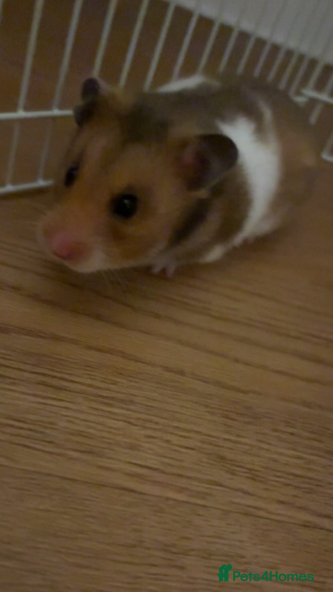 Hamster rodents Female hamster . - Advert 1