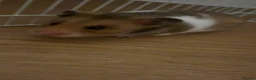 Hamster rodents for sale: Female hamster . - Advert 1