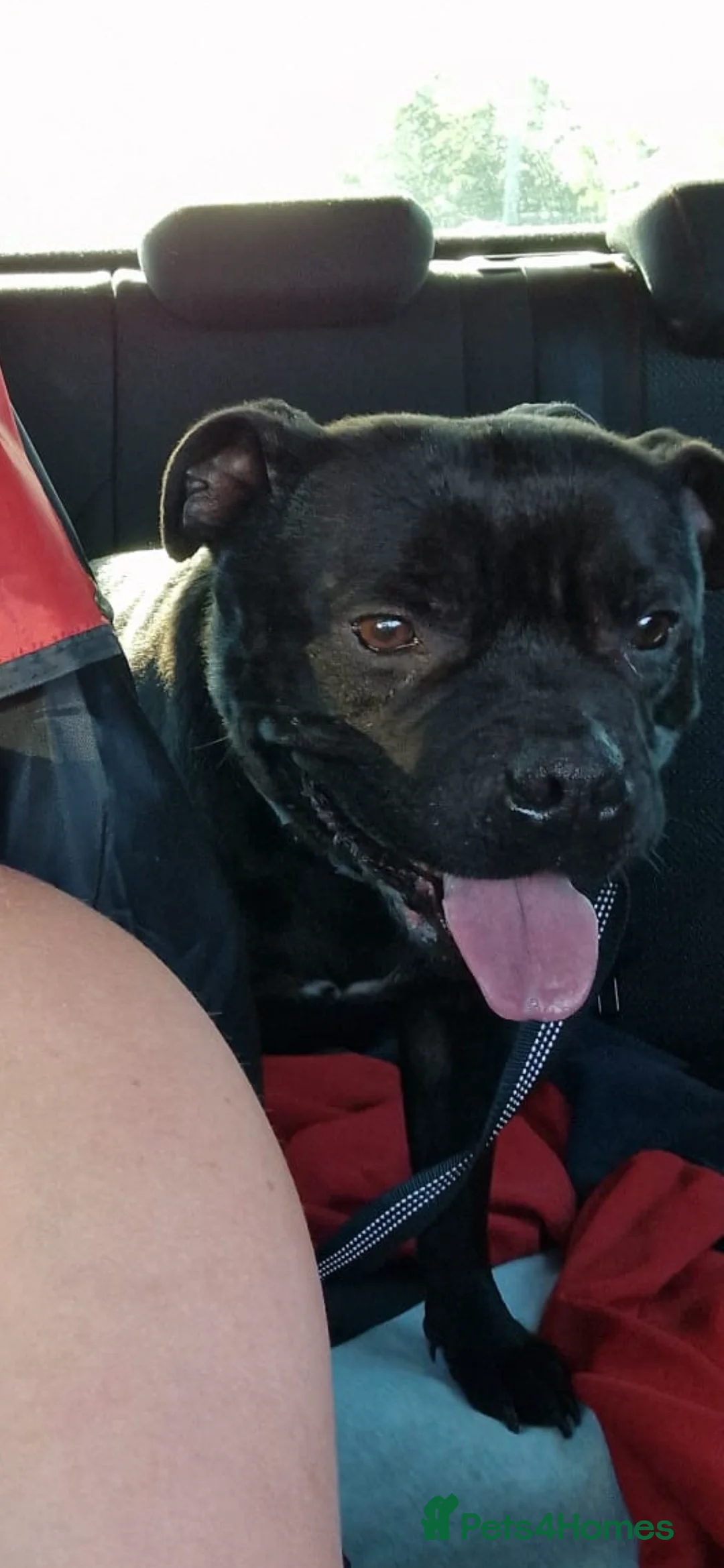 Staffordshire Bull Terrier dogs for stud: STORM FOR STUD in Newton Aycliffe - Advert 26