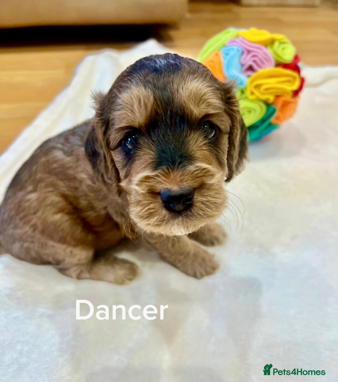 Cockapoo dogs for sale: ♥️Fabulous Toy Cockapoo Puppies Kc Reg Parents - Advert 8