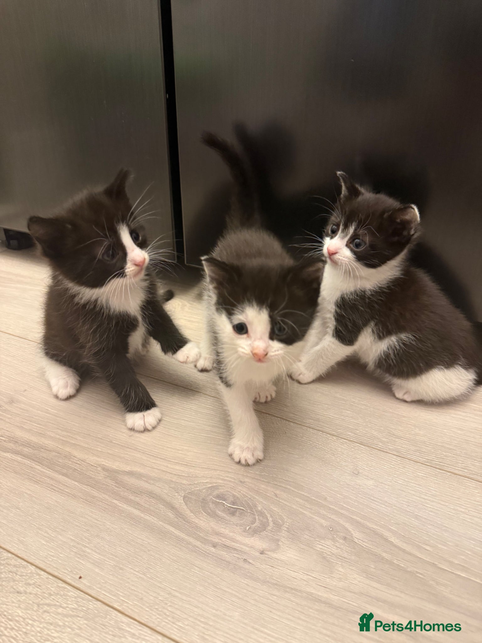Mixed Breed cats 2 female & 1 male kittens ❤️ - Advert 2