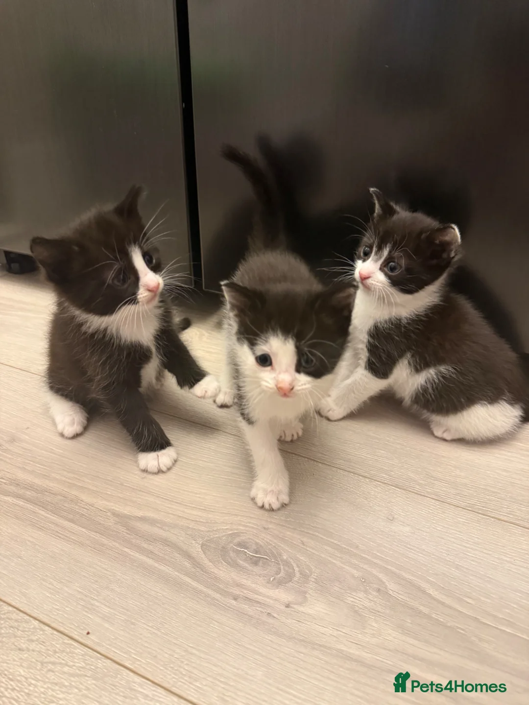 Mixed Breed cats for sale: 2 female & 1 male kittens ❤️ - Advert 1