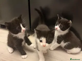 Mixed Breed cats 2 female & 1 male kittens ❤️ - Advert 2